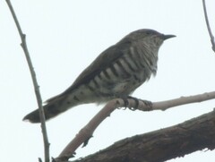 Chrysococcyx minutillus