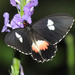 Parides iphidamas calogyna - Photo (c) Roger Rittmaster, algunos derechos reservados (CC BY-NC), subido por Roger Rittmaster