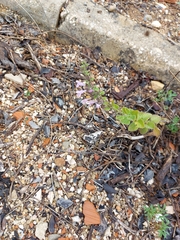 Hedeoma reverchonii