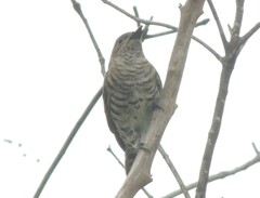 Chrysococcyx minutillus