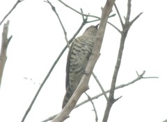 Chrysococcyx minutillus