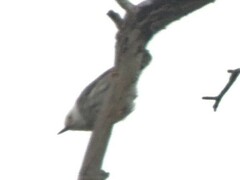 Daphoenositta chrysoptera