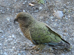 Nestor notabilis