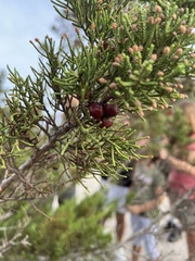 Juniperus phoenicea