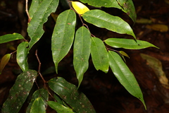 Cryptocarya oblata