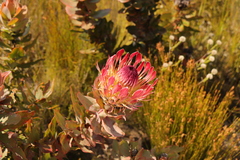 Protea eximia