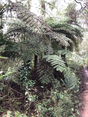 Cyathea australis