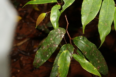 Cryptocarya oblata