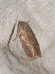 Telphusa cistiflorella