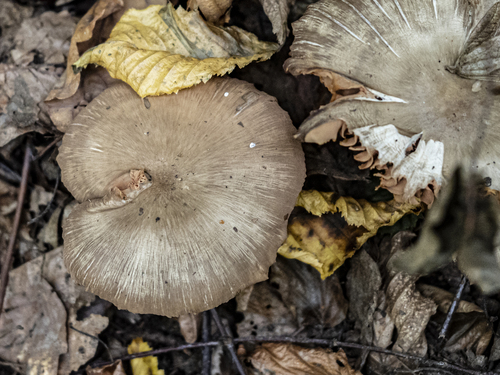 Entoloma lividoalbum — (c) rainerburkard, some rights reserved (CC BY)