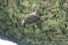 Yungipicus moluccensis