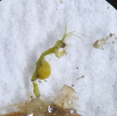 Caprella laeviuscula