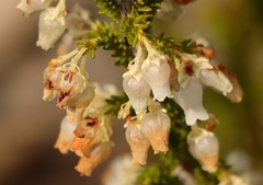 Erica glomiflora