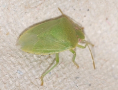 Acrosternum millierei