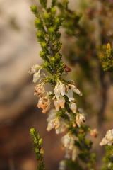 Erica glomiflora