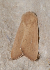 Mythimna sicula