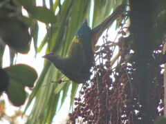 Ptilinopus magnificus