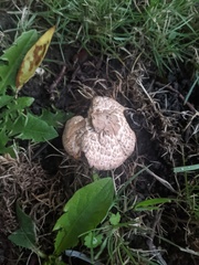 Fungi