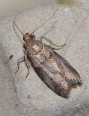Acrobasis fallouella