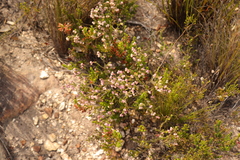 Erica fimbriata