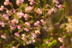 Erica fimbriata