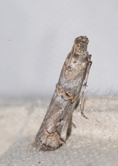 Pempelia palumbella
