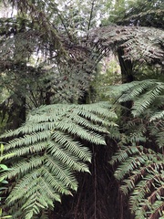 Cyathea australis