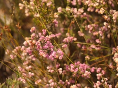 Erica fimbriata