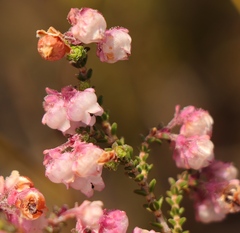 Erica fimbriata