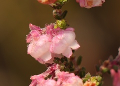 Erica fimbriata