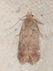 Telphusa cistiflorella