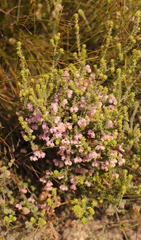 Erica fimbriata