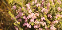Erica fimbriata