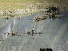 Microcarbo melanoleucos brevirostris