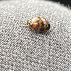 Harmonia axyridis