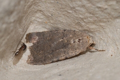 Caradrina flavirena