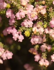 Erica fimbriata