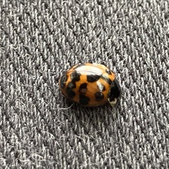 Harmonia axyridis