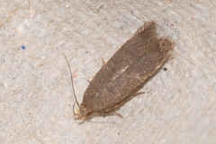 Telphusa cistiflorella