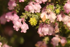 Erica fimbriata