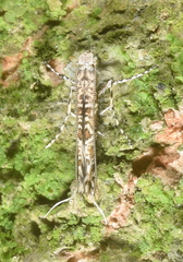Conopomorpha