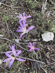 Colchicum filifolium