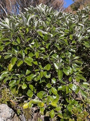 Brachyglottis elaeagnifolia