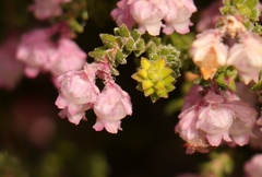 Erica fimbriata
