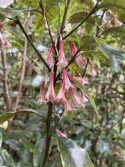 Alseuosmia macrophylla