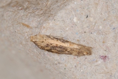 Scrobipalpa costella