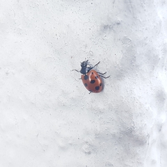 Coccinella undecimpunctata