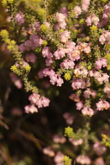 Erica fimbriata