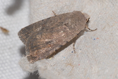 Caradrina flavirena