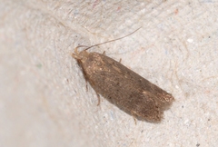Telphusa cistiflorella
